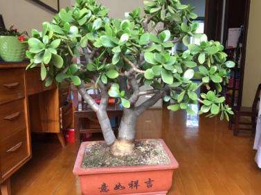 “玉树”这么养，枝条粗又壮，能活几十年，转眼成老桩！