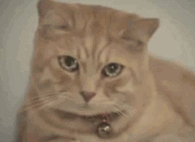 眼眶含泪的喵星人,才是终极卖萌