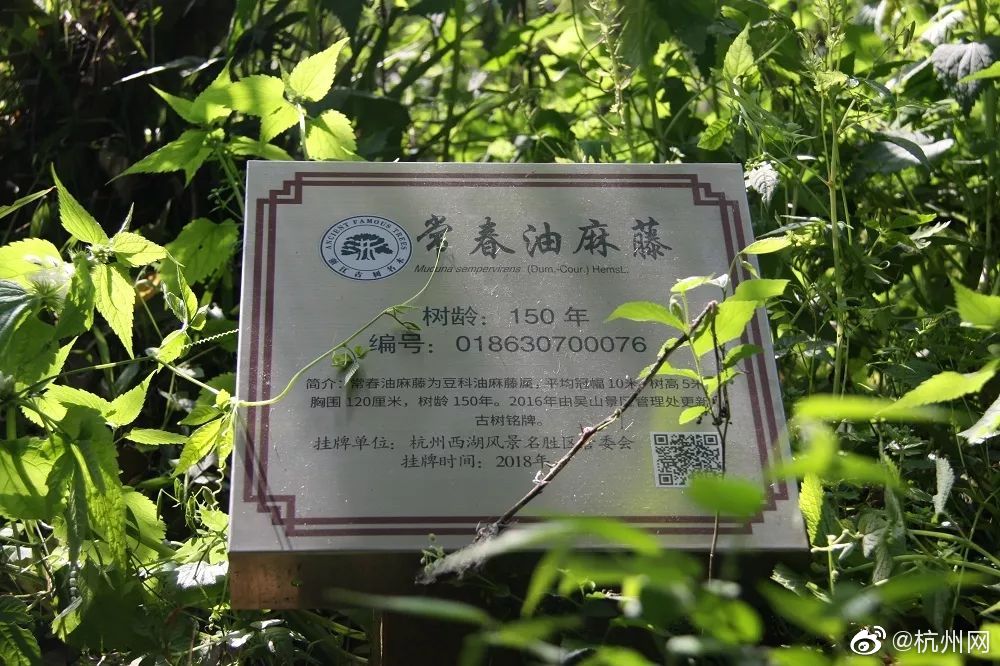 黑龙江大兴安岭地下发现罕见22斤“太岁”