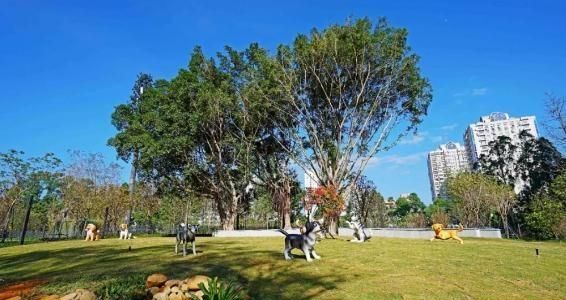 深圳首个宠物主题社区公园来了,许小小的它一