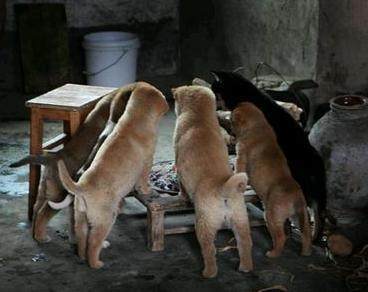中华田园犬才是最牛的品种！看完这十张照片你就知道了！