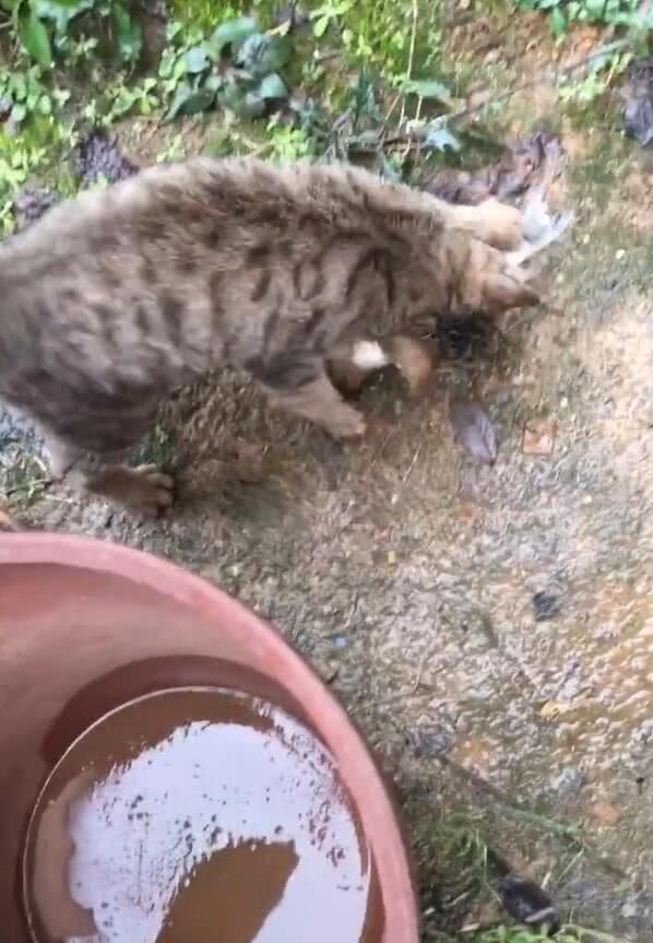 猫咪紧抓网要吃鱼，被主人拉开，结果收获另一波惊喜！