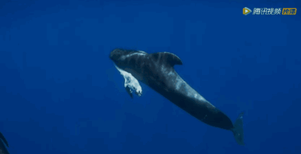 到了动物们身上 在bbc纪录片《蓝色海洋》里 有这么一幕 一只鲸鱼妈妈