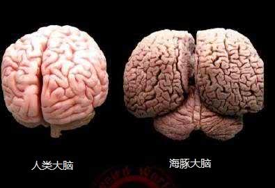 人类成为地球霸主是因为人类大脑是地球上最复杂的大脑吗?