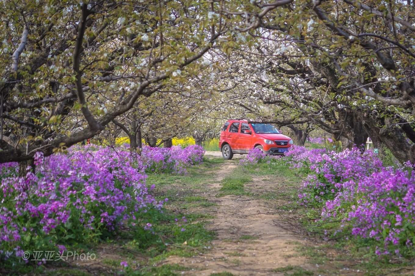 因為疫情遲到的春天 宿州3日游