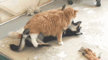 猫和狗之间的战争,为啥猫狗打架,总是猫赢?