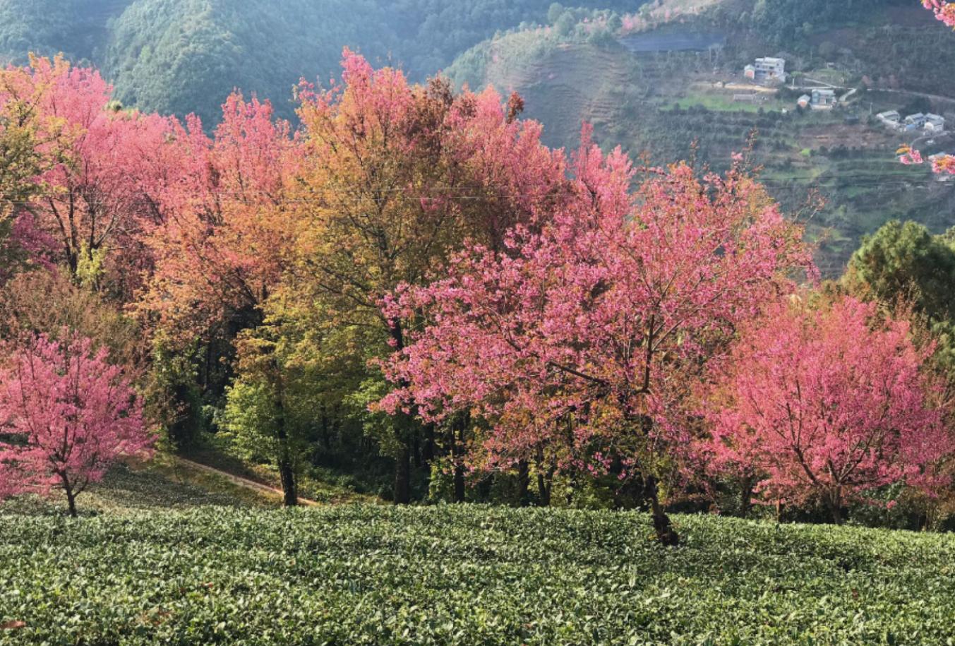 难觅桃花岛靖哥哥却意外邂逅无量山樱花谷日出日落