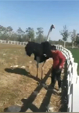 搞笑gif:姑娘想趁我戒烟占我便宜,我绝不同意