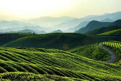 四明山独产的瀑布茶上线了，点击获取本季新茶！