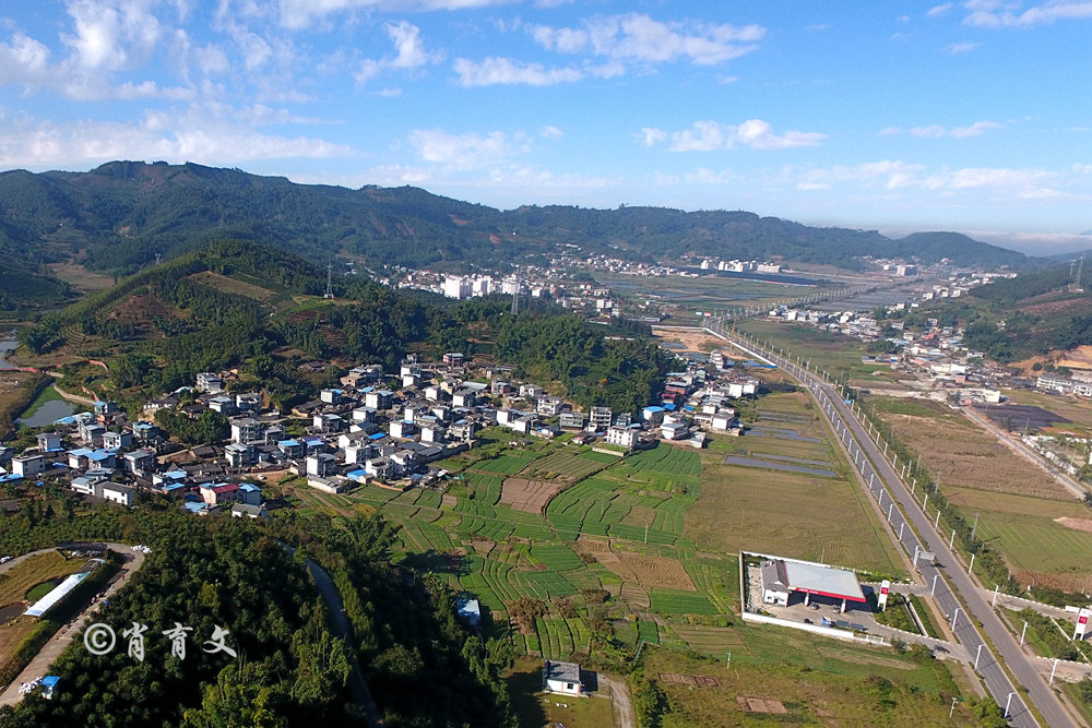 在云南自驾遇上了野生大象，村民让它们吃地里的庄稼，不打扰它们