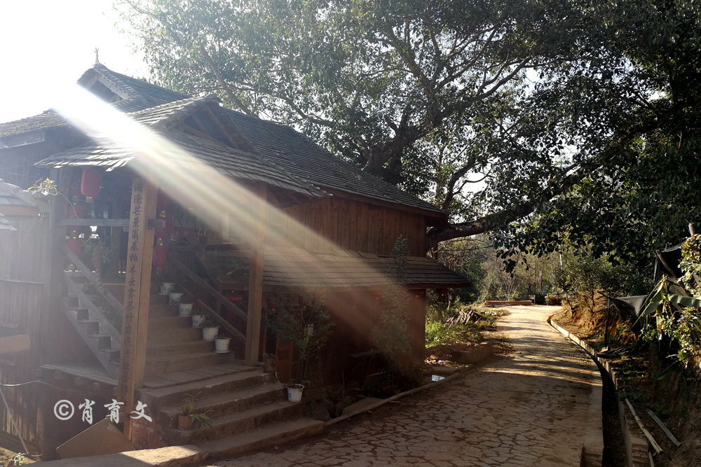 在云南自驾遇上了野生大象，村民让它们吃地里的庄稼，不打扰它们