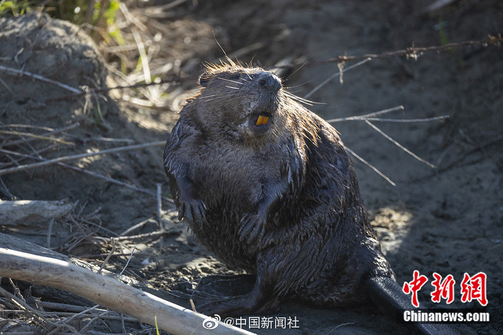 南陵县家发镇龙山村：筑牢秸秆禁烧“防火墙” 共筑绿色家园