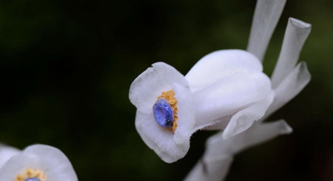 最纯洁的花_纯洁的花图片