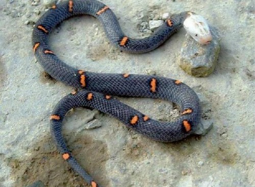 世界上六种最稀有的蛇,第二种价值超过百万,第