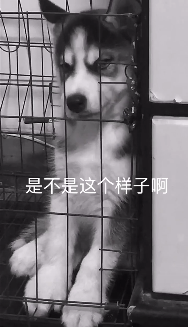 抖音最精哈士奇火了,只因一笑,网友:被一只狗