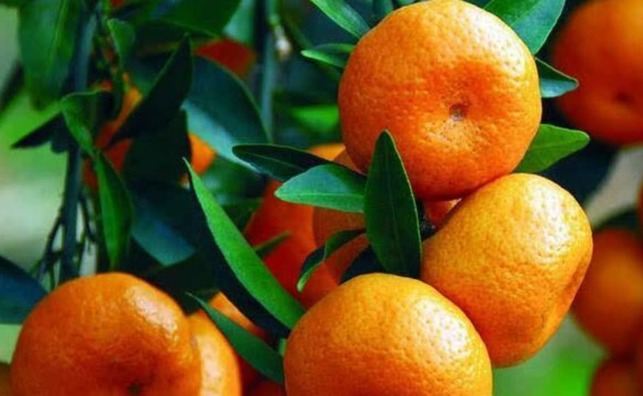 桔子烂点原因分析 绿毛蛇真实身份揭秘