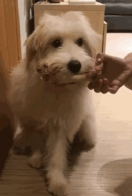 壁纸 动物 狗 狗狗 272_404 竖版 竖屏 手机 gif 动态图 动图