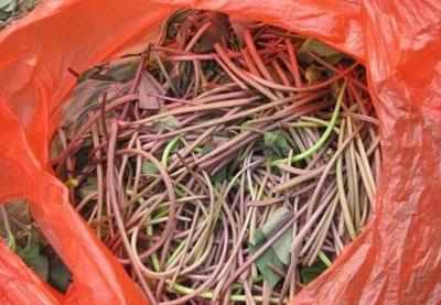 红薯苗上有一个宝贝,可以抗癌, 降三高。