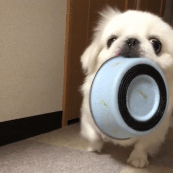 这是我见过最有脾气的京巴犬,狗子没按时吃饭竟在主人