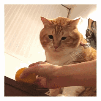 有一只橘猫走红网络,胖也就算了,关键是还长着这样一张脸!