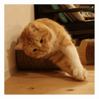 有一只橘猫走红网络,胖也就算了,关键是还长着这样一张脸!