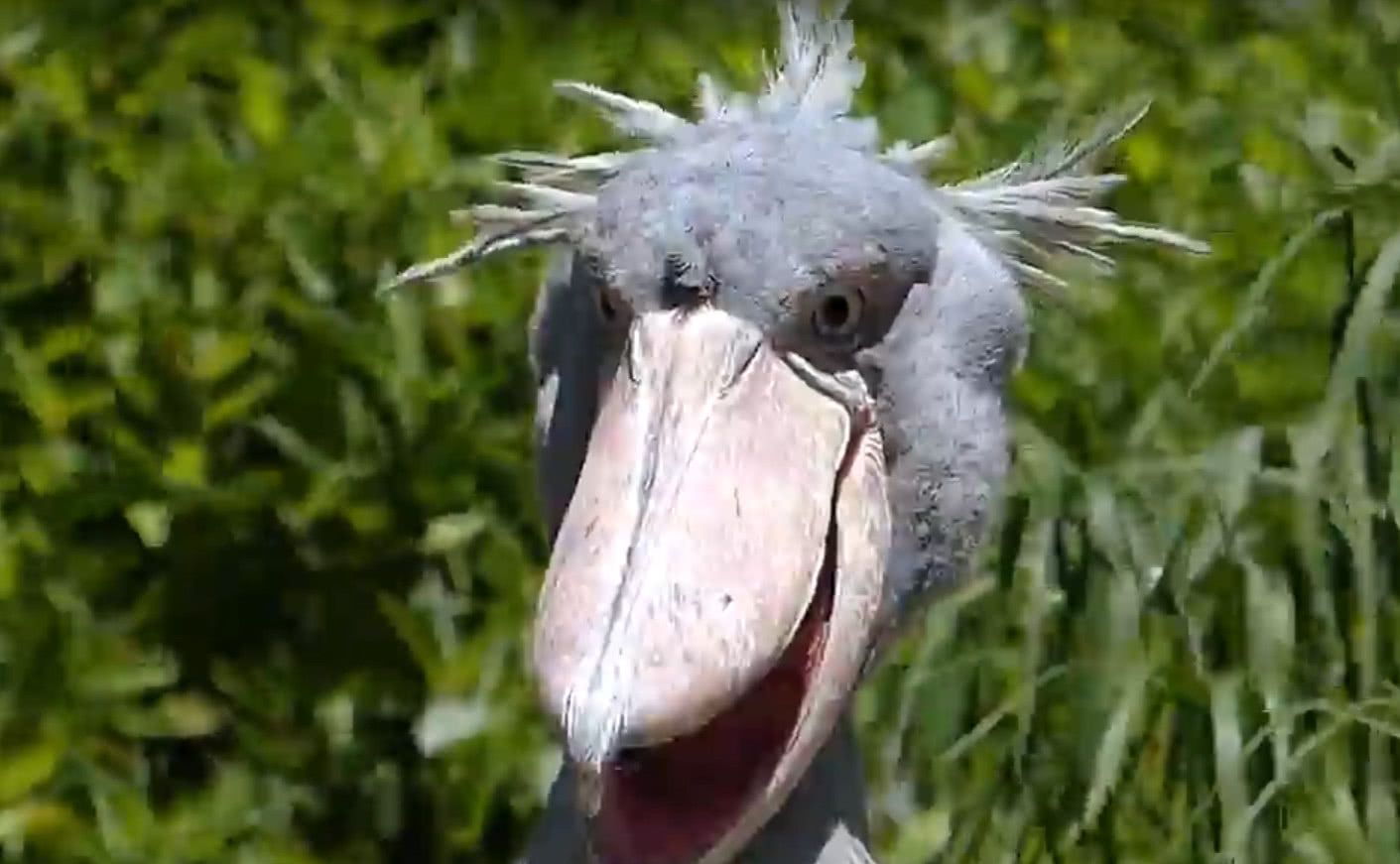 游客夸鲸头鹳长得帅,这货一脸诡异笑个没完:真TM有眼光!