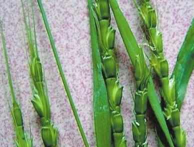 小麦除草:节节麦危害严重,如何防治节节麦