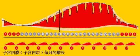 泰国试管婴儿：子宫内膜的厚度有什么定义？
