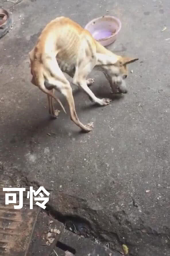 捡回家一条流浪狗,狗狗饿的骨瘦如柴,心酸又可怜