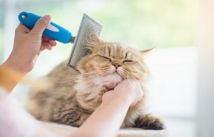 换季了！猫咪掉毛期应该如何处理？