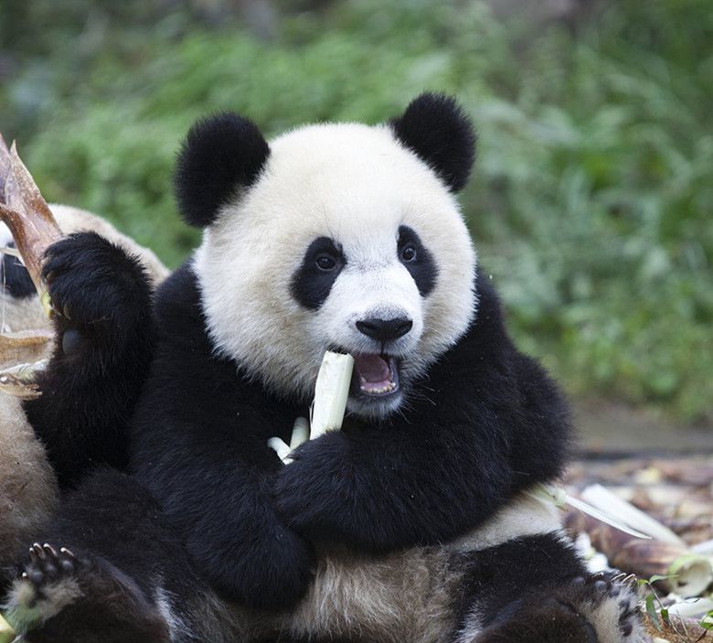 大熊猫从法国回来风格都变了,生下的小熊猫竟是这个样子!太酷了