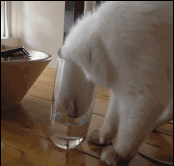 猫咪喝水:多么痛苦的领悟