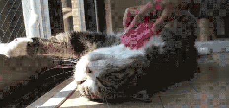 你的猫会不会像狗一样爱你?