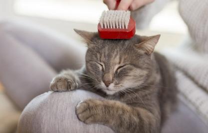换季了！猫咪掉毛期应该如何处理？