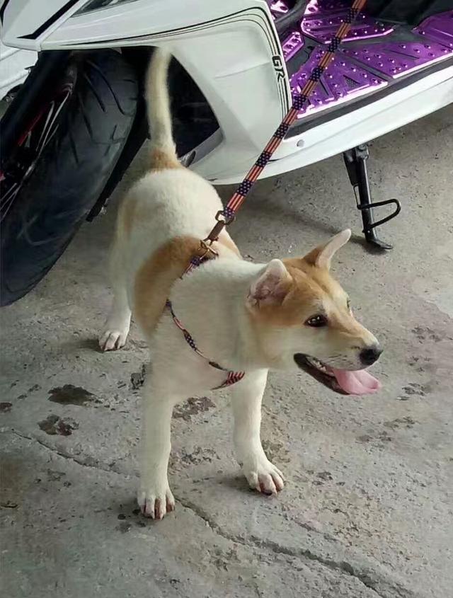 黄狗白面身带印，这样的极品土狗，你还能见到吗?