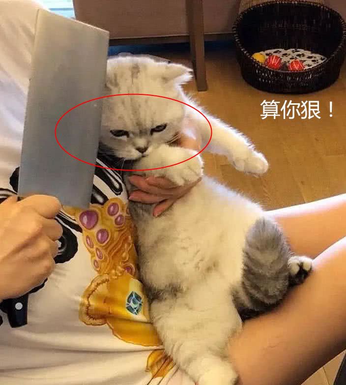 看到媳妇拿刀吓唬猫,刚准备上前质问,下一秒忍不住掏出手机