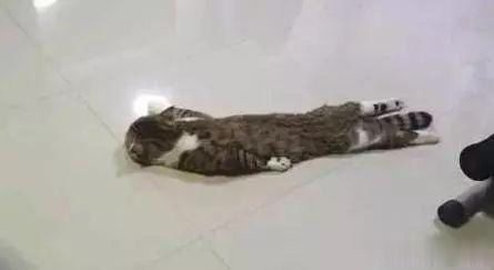 当南方的猫遇见北方的地暖，事实证明猫咪真的是液体!