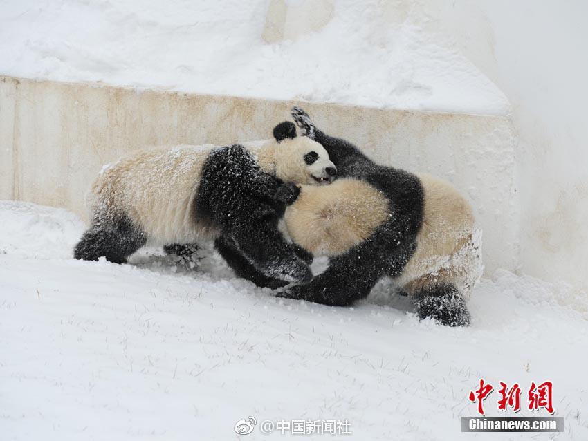 阿姆斯特丹运河被冰封