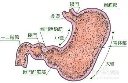 胃病都艾灸哪些穴位,急性胃疼可立竿见影