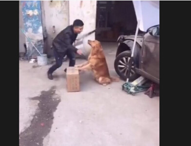 金毛“轮胎”帮主人扫地,本以为是个懂事的乖宝宝,结果却闪瞎眼