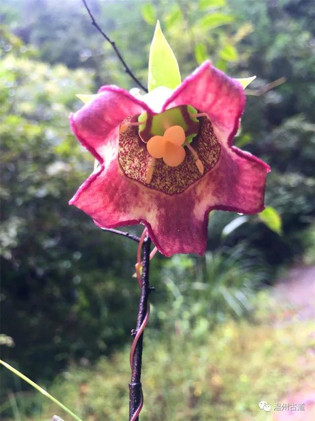 太仙太美了!我有一百万个理由爱上这条古道!