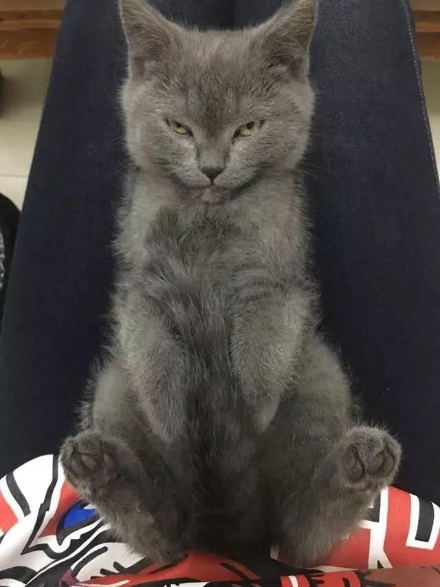 蓝猫用藐视一切的眼神和主人较劲,结果没1分钟,居然睡着了!