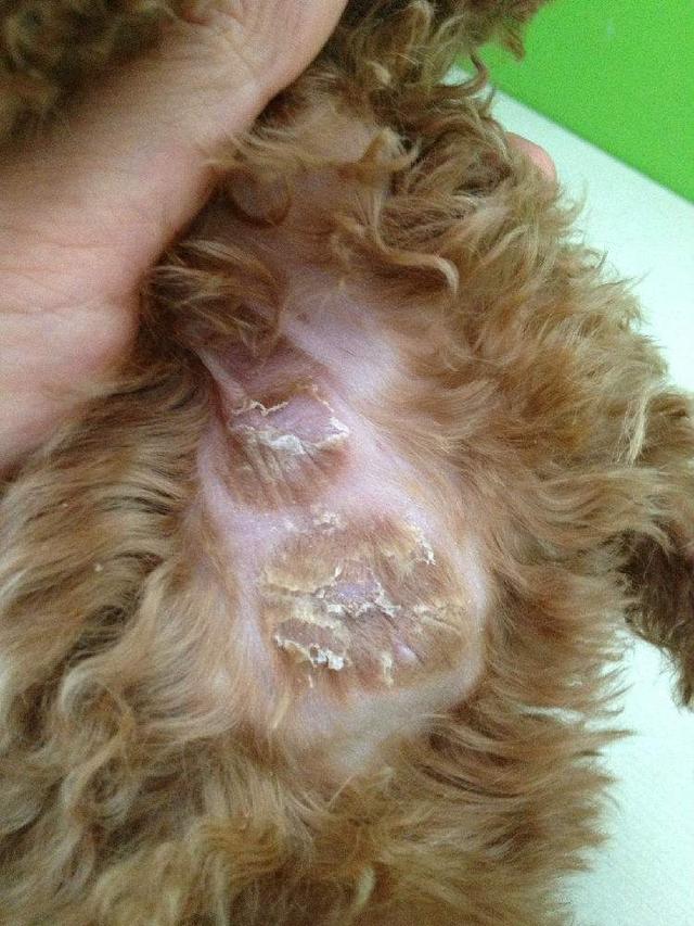 贵宾犬笼养很残忍？这5个好处，试过的人都知道！