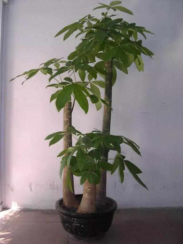 发财树鸿运当头一盆养几株最旺财?懂行的都这样养!