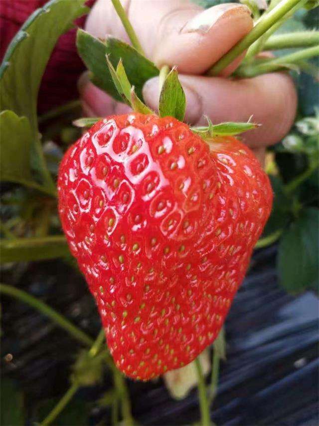 冬天最美好的事情，就是到北京昌平康源草莓采摘园摘红彤彤的草莓