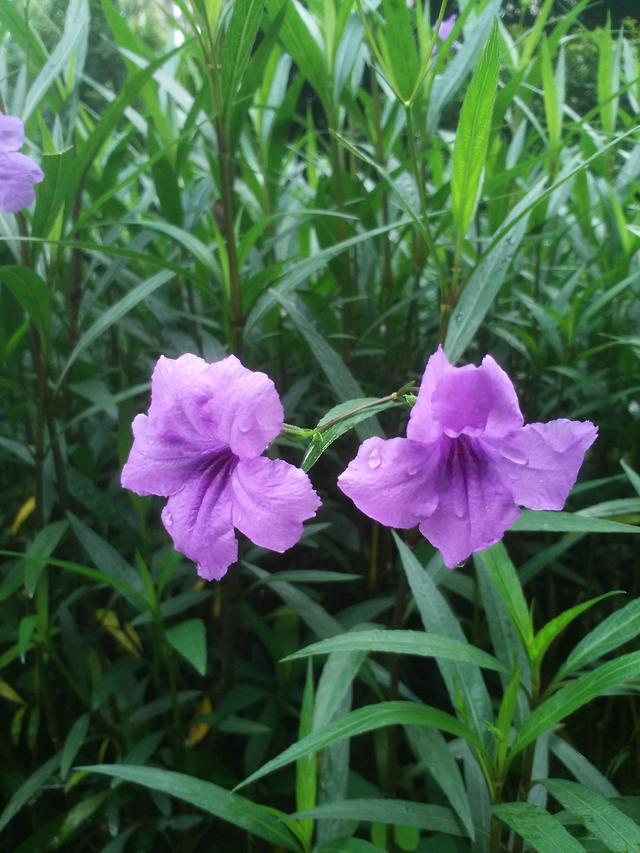 几天天天有花赏 梦幻蓝紫色花 从初春开到深秋 翠