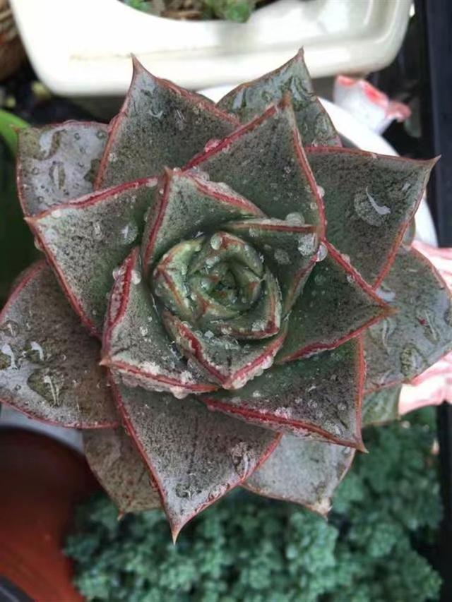 冬季养多肉,最实用的就是塑料袋塑料瓶!