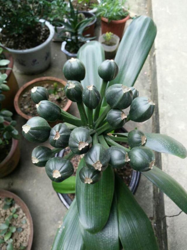 君子兰花后要不要让结种子?结种子有哪些优缺点