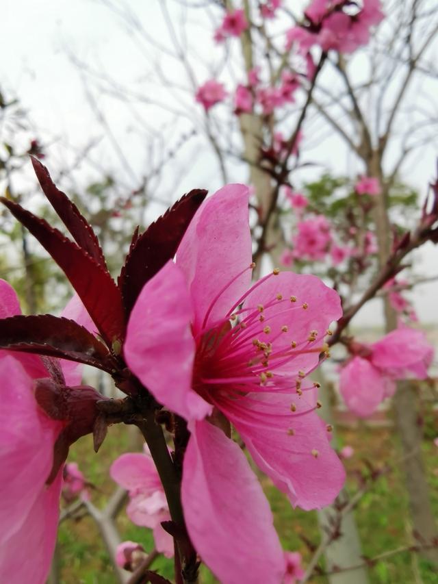 华为P30 Pro重塑摄影规则,单反照相机还有用武