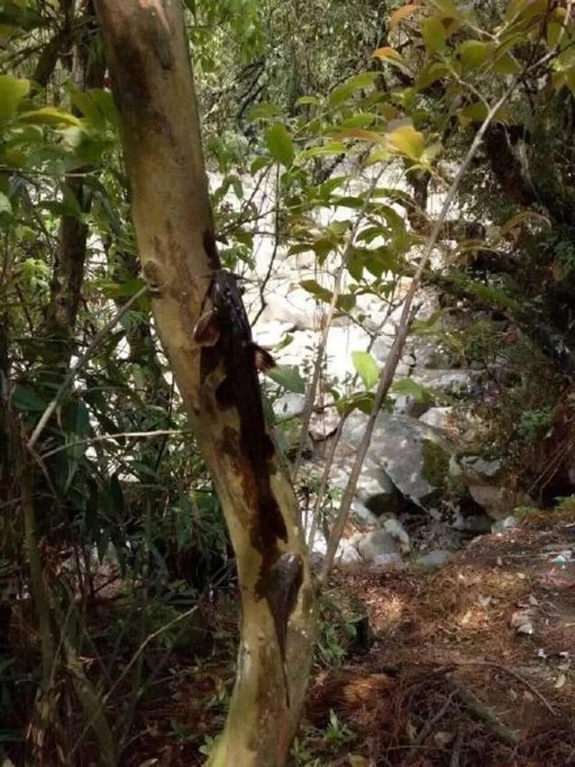 云南这种鱼,不爱待水里就喜欢爬树,游客:它爬树